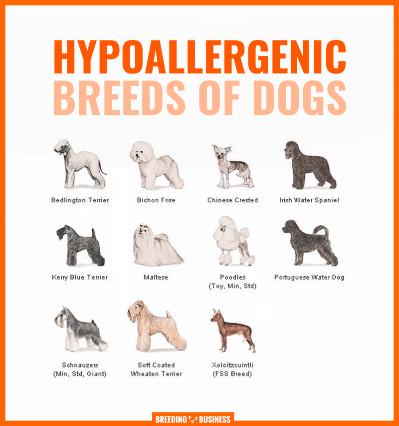 good hypoallergenic dogs