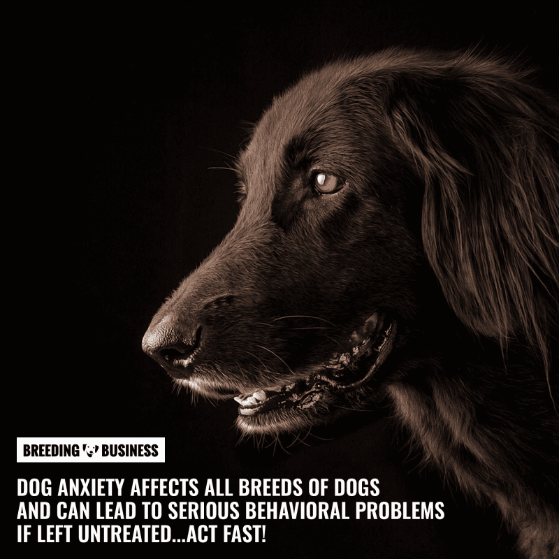 treating dog anxiety