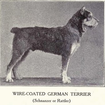 history and origin of the schnauzer – Wire-Coated German Terrier