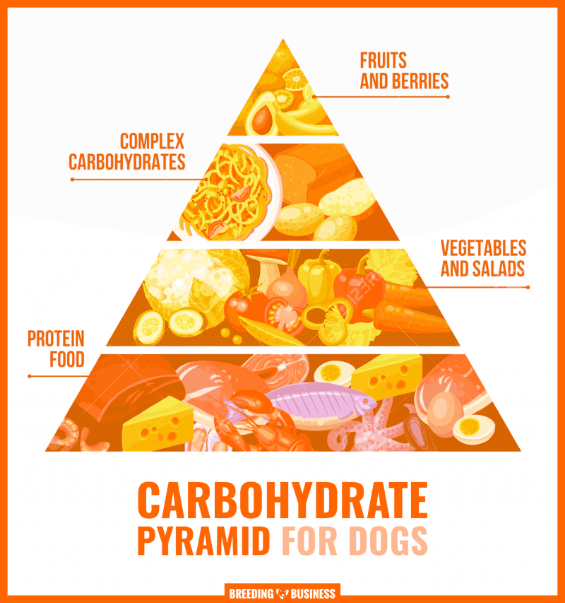 carbs for dogs (pyramid)