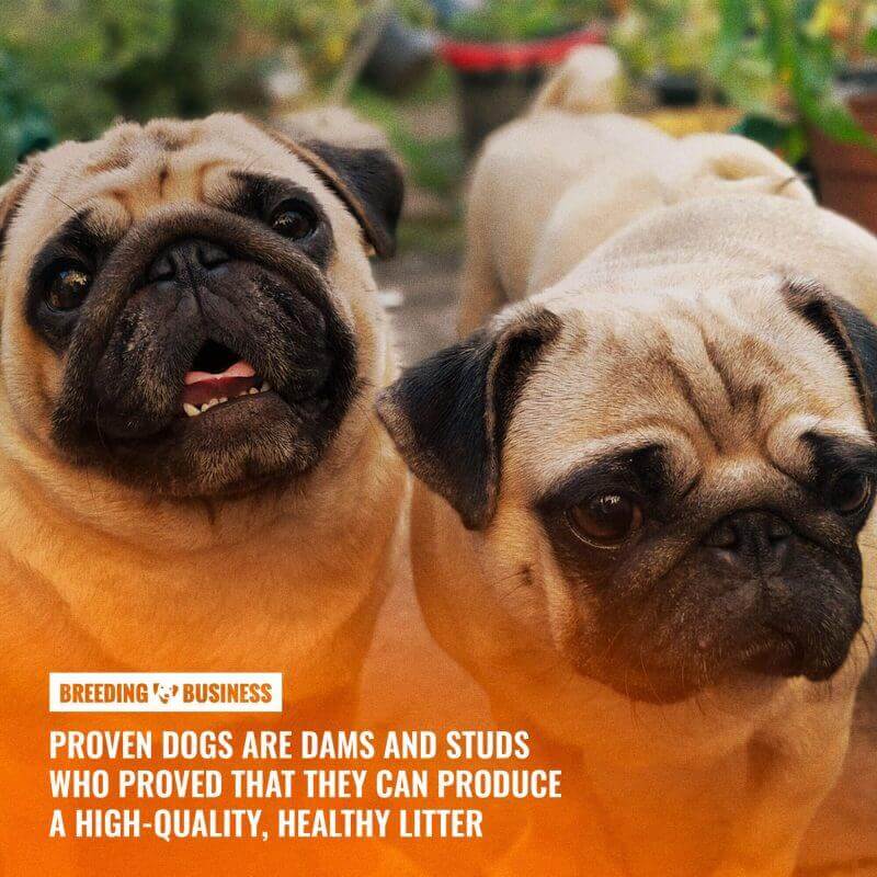 what are proven dogs