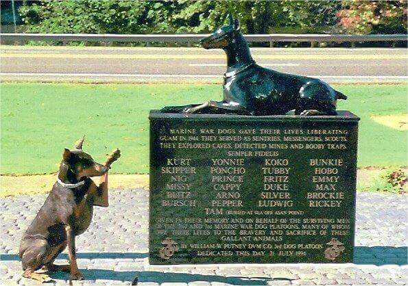 cappy (military doberman)