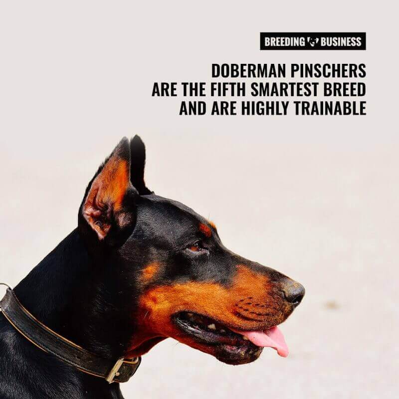 doberman smart dog breed