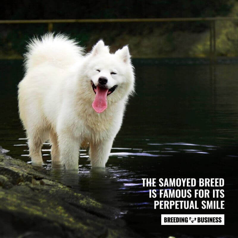 samoyed smile