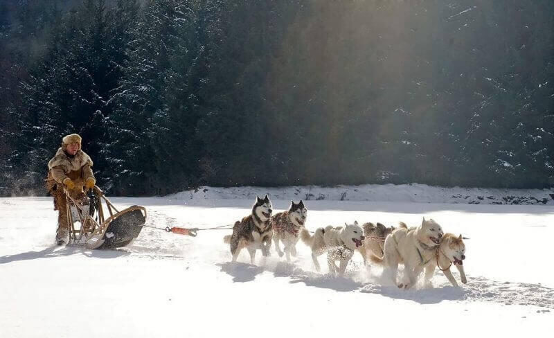 dog sleigh