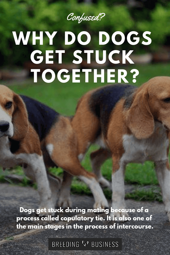 Why Do Dogs Get Stuck? — An 