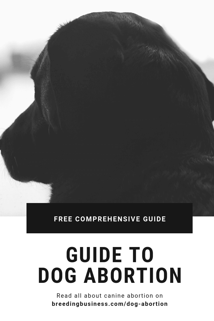 Guide to Dog Abortion — Costs, Methods & Legality of Pregnancy Termination