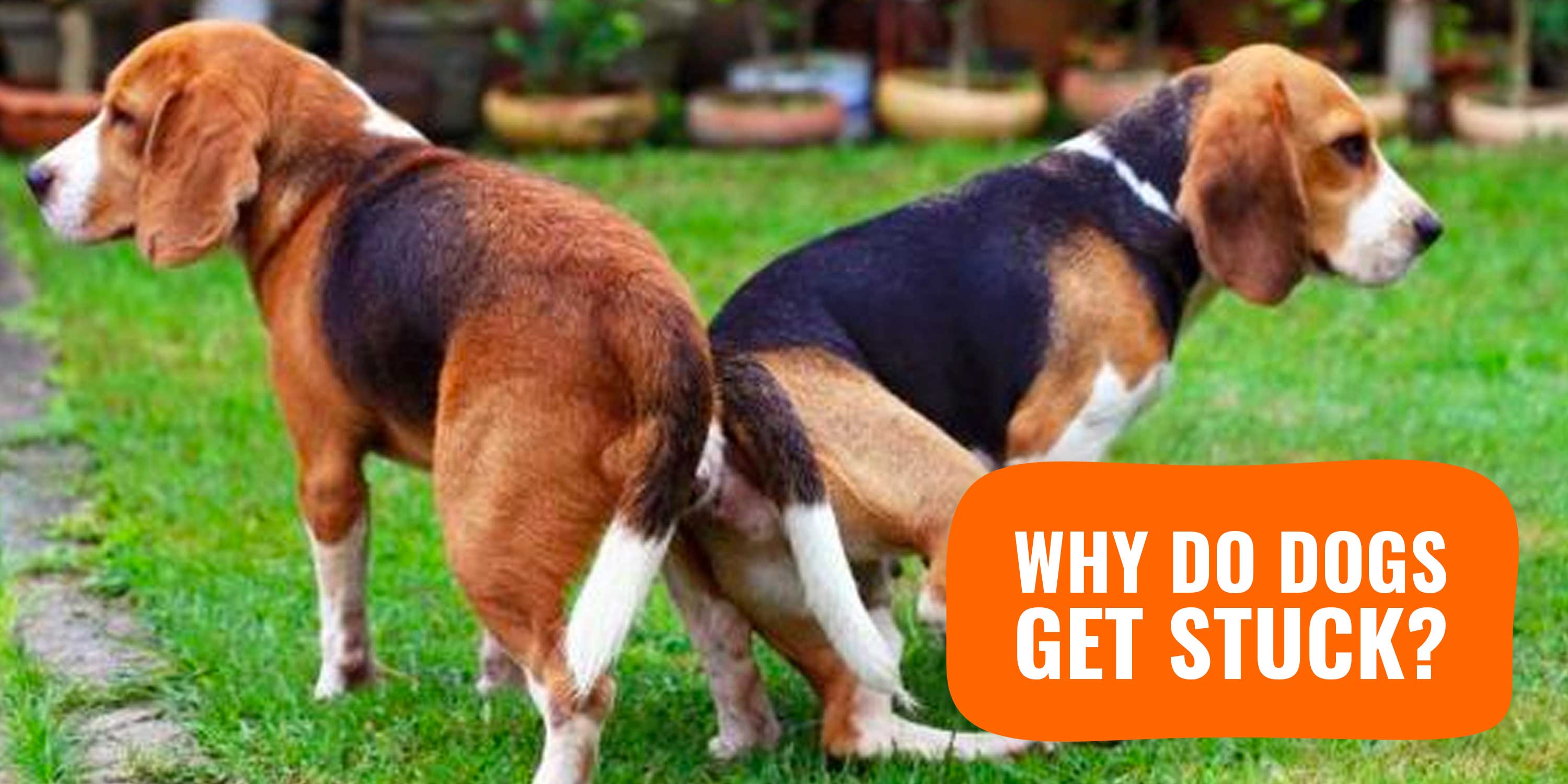 Why Do Dogs Get Stuck? — An 