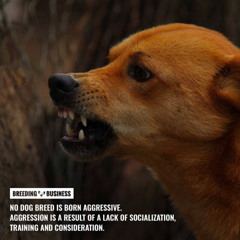 dog aggressiveness