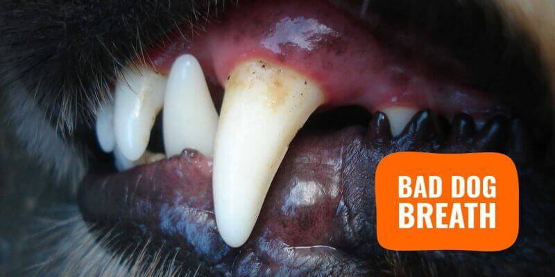 canine-halitosis-understand-and-treat-bad-dog-breath