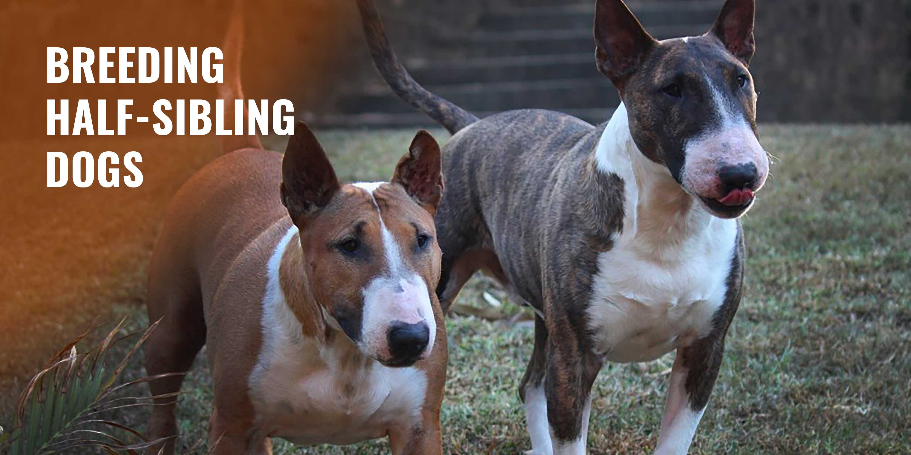 Guide to Breeding Half Sibling Dogs 