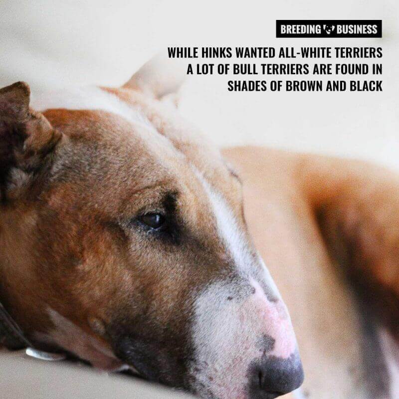 bull terrier colors