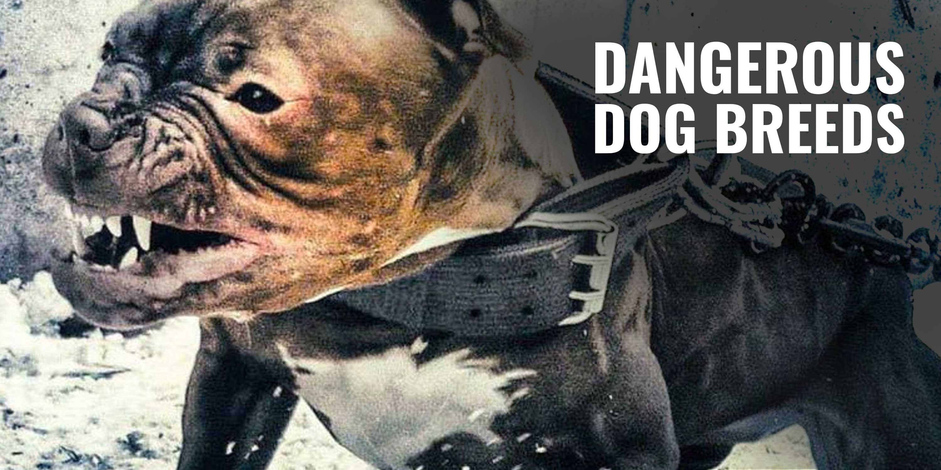 Top 17 Most Dangerous Dog Breeds – Statistics, Myths, FAQ & Guide