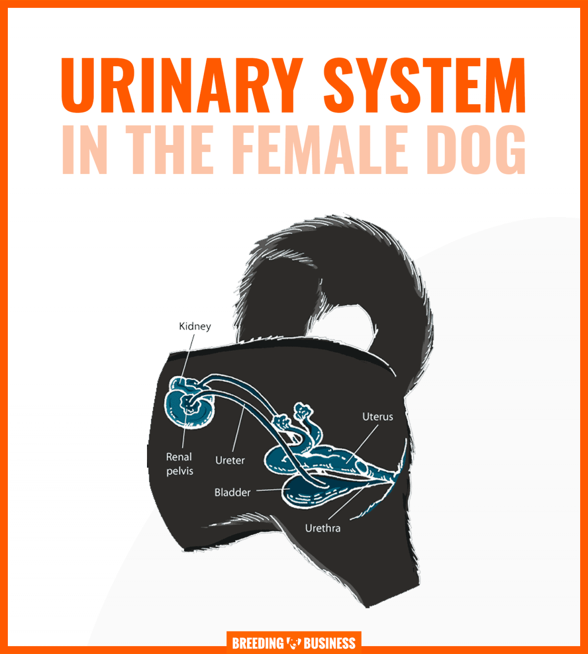 Urinary Tract Infections in Dogs – Symptoms, Prevention & Treatments