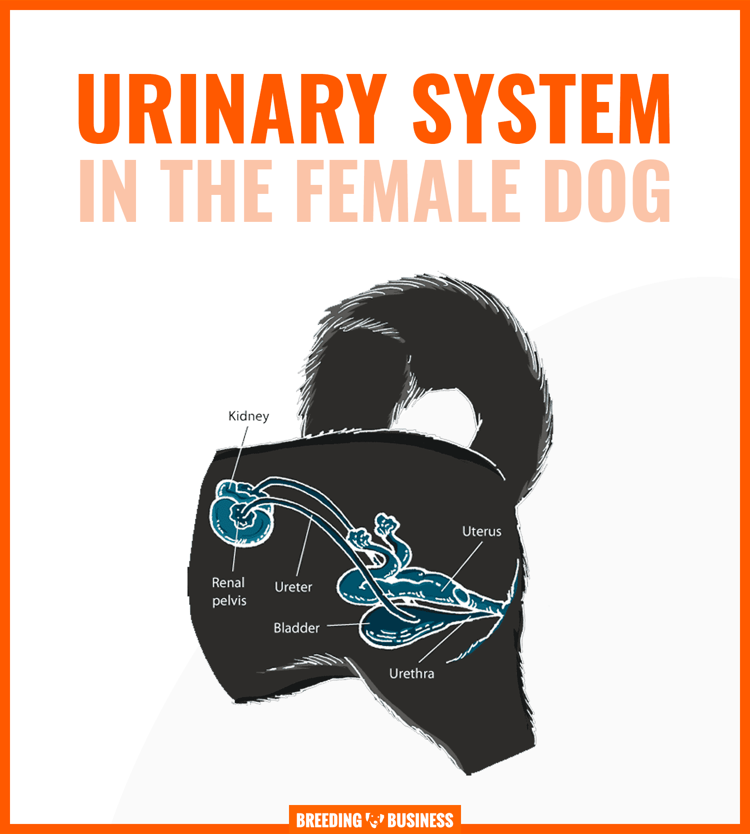 urinary-tract-infections-in-dogs-symptoms-prevention-treatments