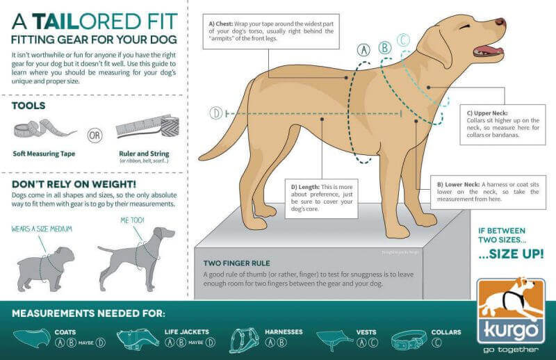 fitting a dog harness