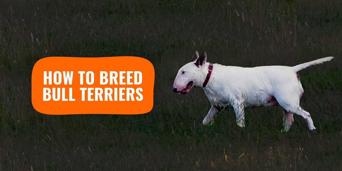 miniature bull terrier kennel