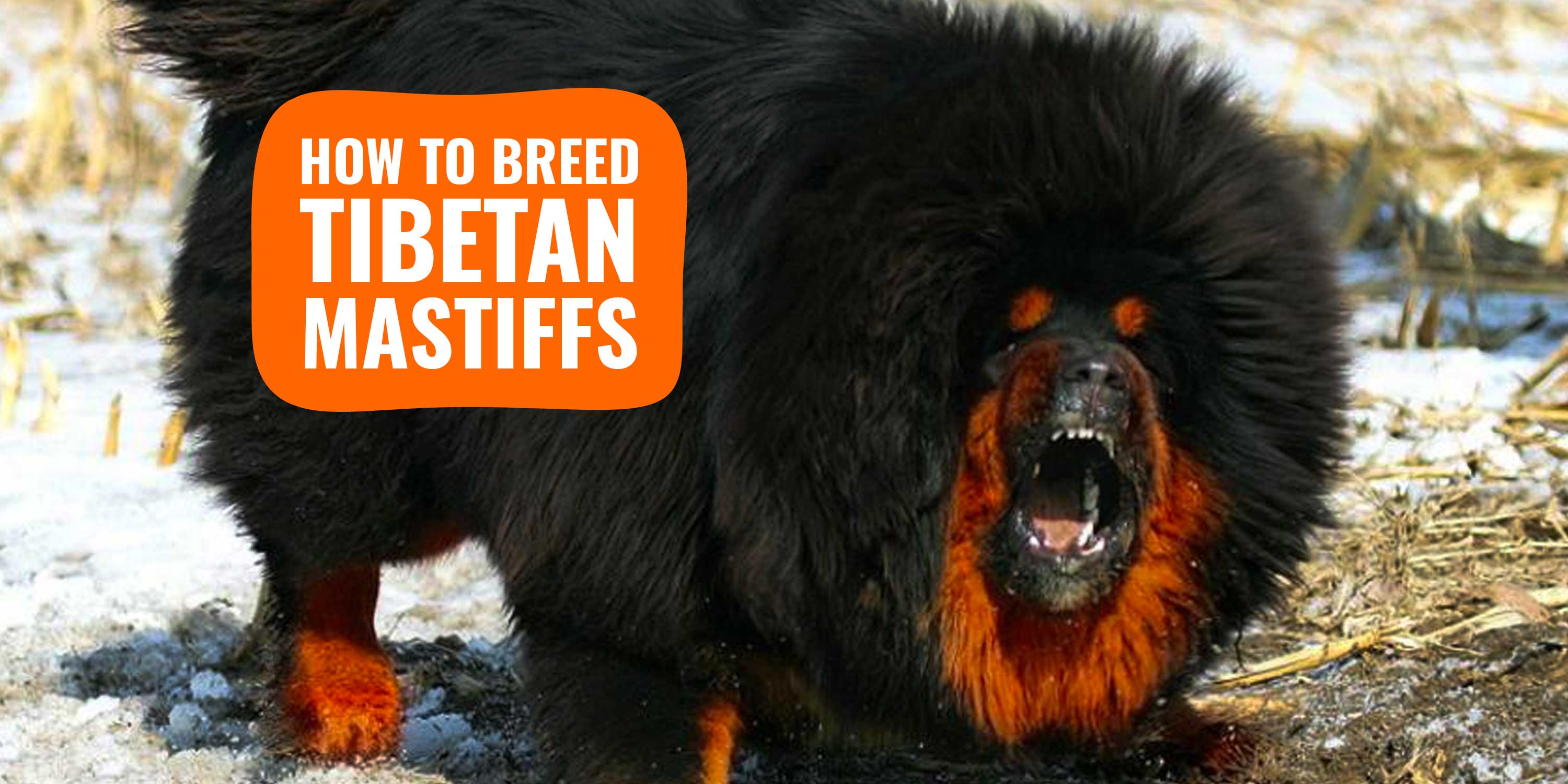 Tibetan Mastiff Breeding History Health Litter Management Etc