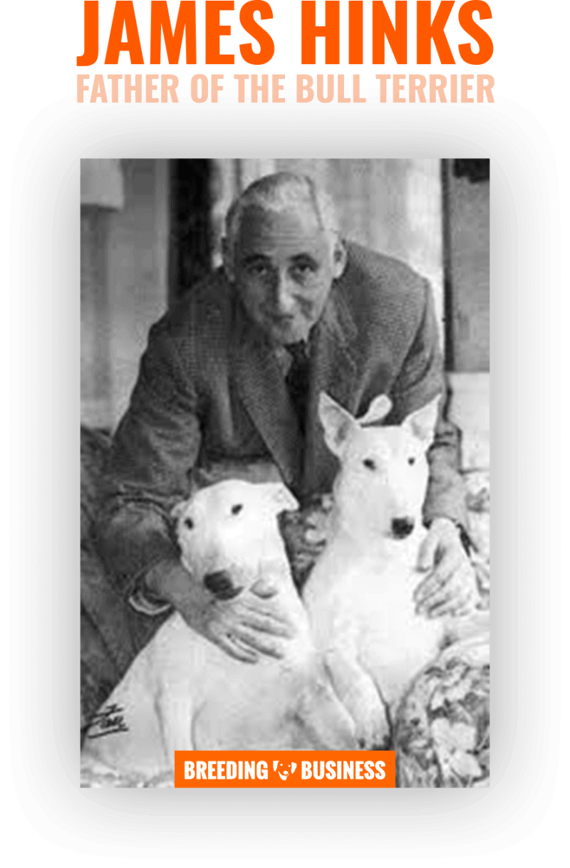 James Hinks, the father of the breed, with two of his Bull Terriers