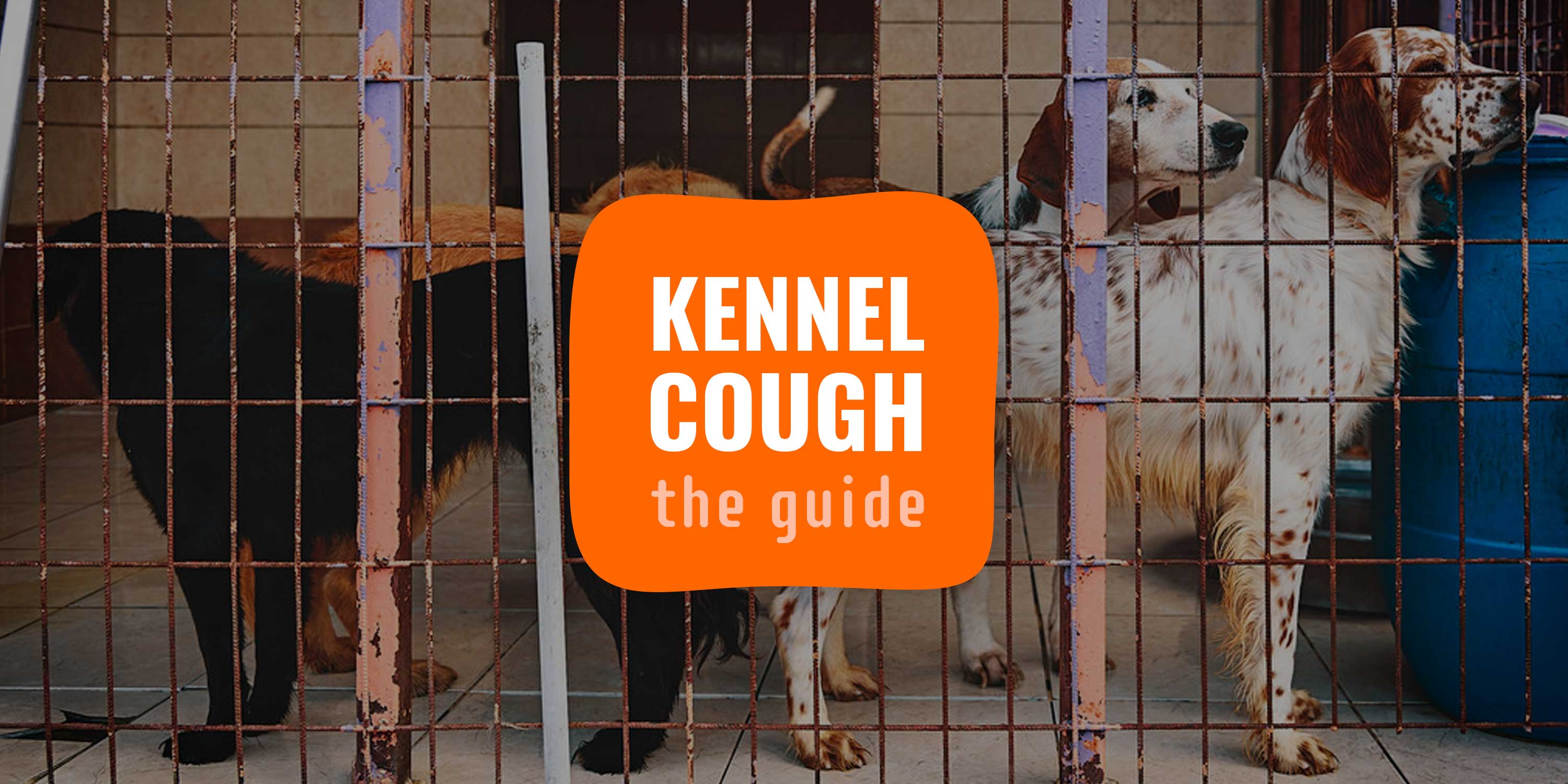 kennel cough lethargy