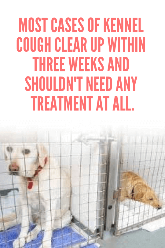 Kennel Cough Prevention, Symptoms, Diagnosis & Treatment