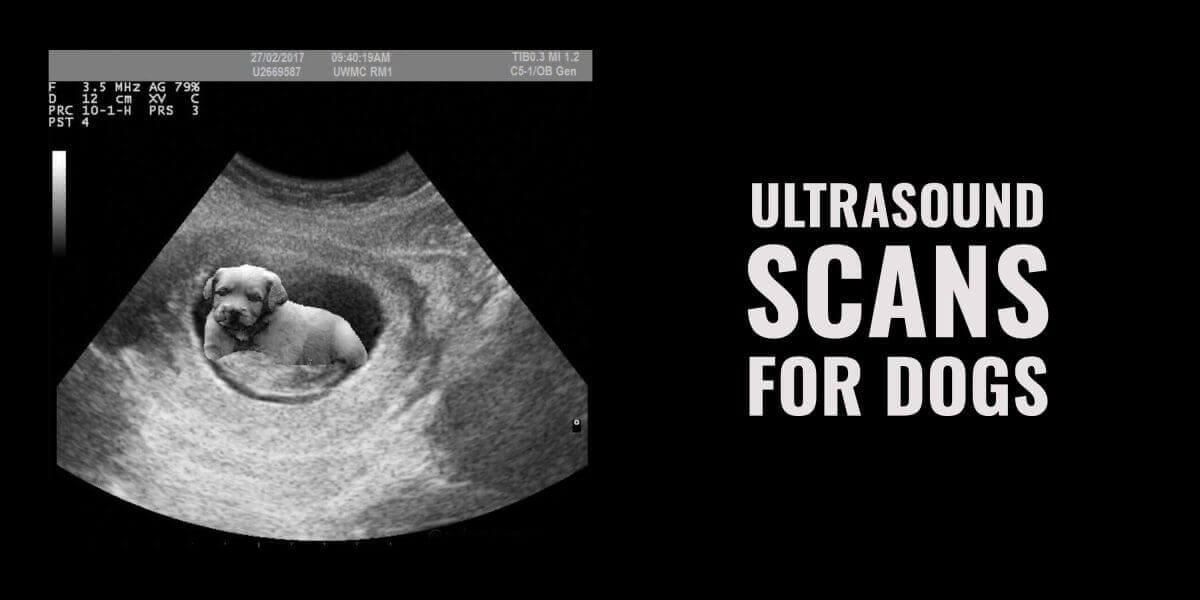 Ultrasound Scans for Dogs Cost, Use Cases, Procedure & More Ultrasound Scans for Dogs Cost, Use Cases, Procedure & More