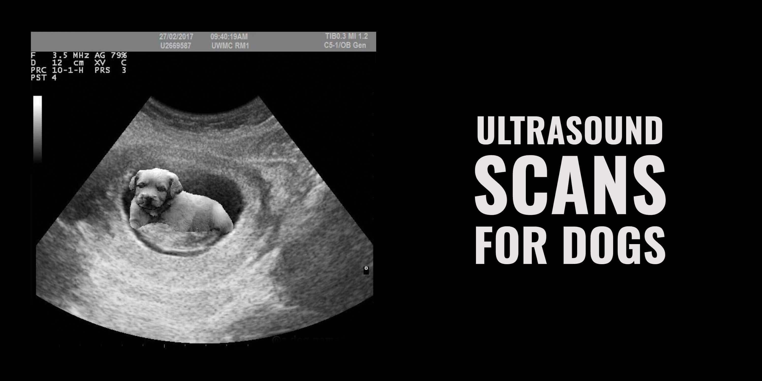 Ultrasound Scans For Dogs Cost Use Cases Procedure More