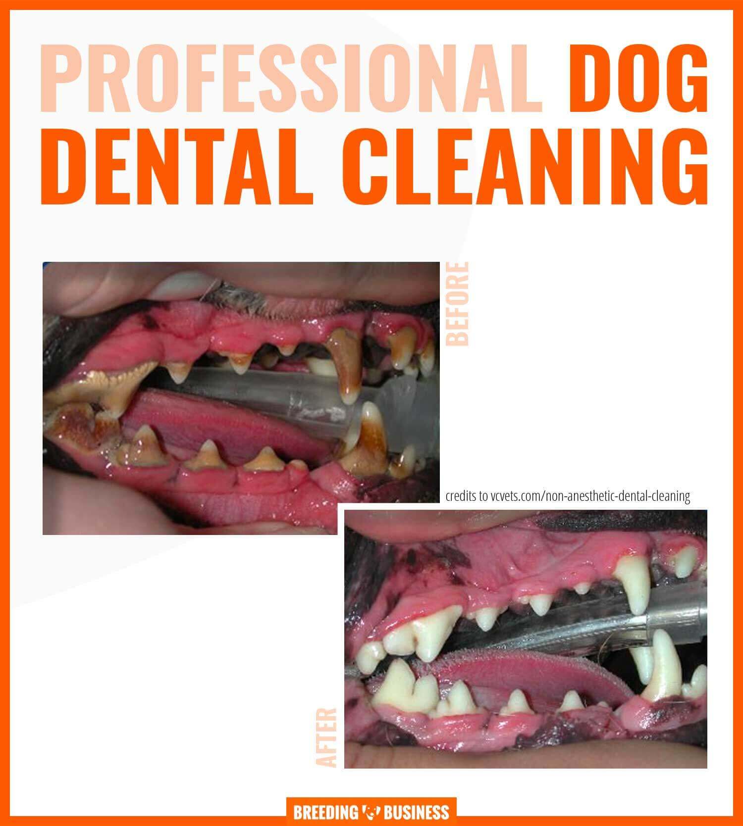 Why Do Dogs Foam at the Mouth Reasons, Solutions, Prevention & FAQ
