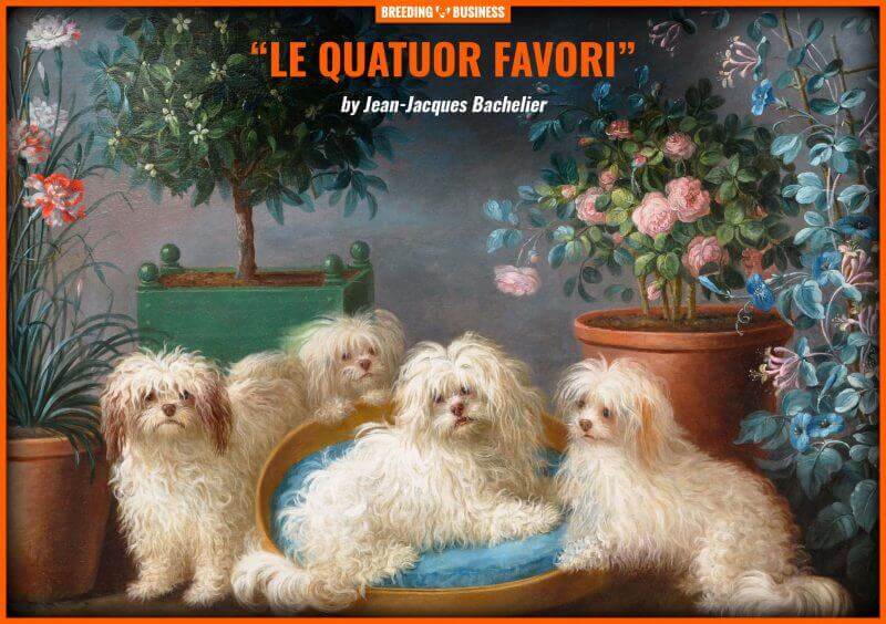 An oil on canvas featuring four Havanese dogs (by Jean Jacques Bachelier, circa 1724 to 1806)