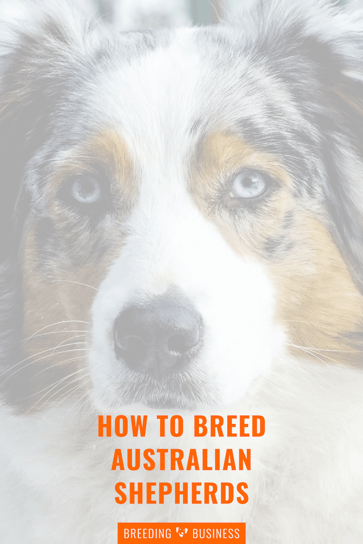 breeding Australian shepherd dogs (guide)