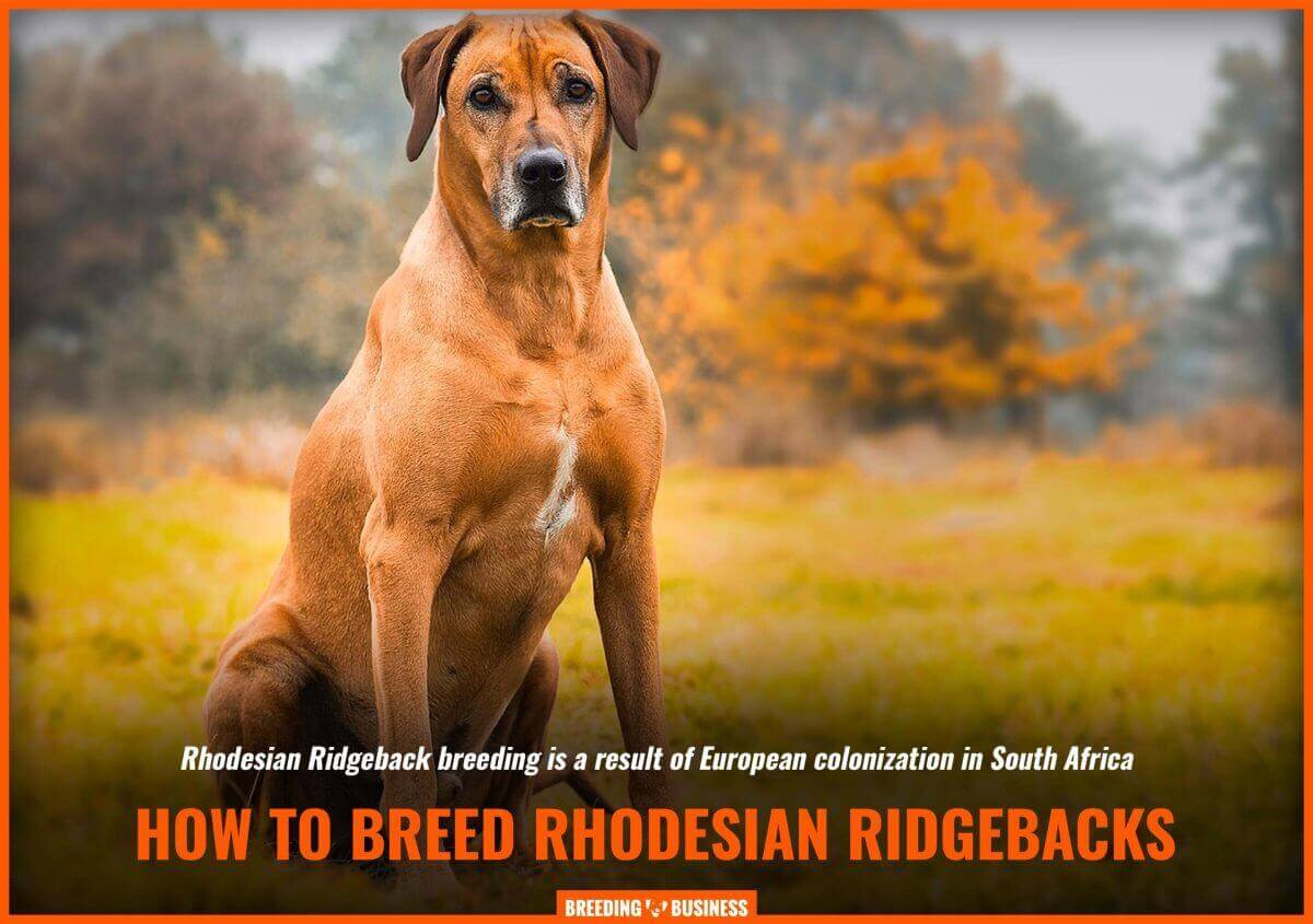 Breeding Rhodesian Ridgebacks