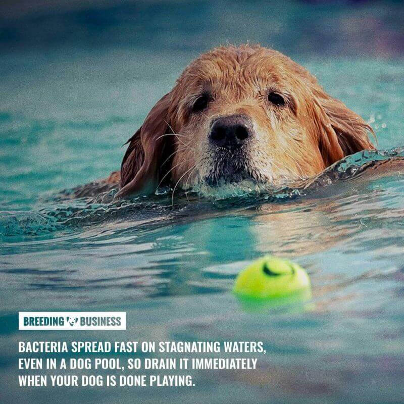 cleaning a dog pool