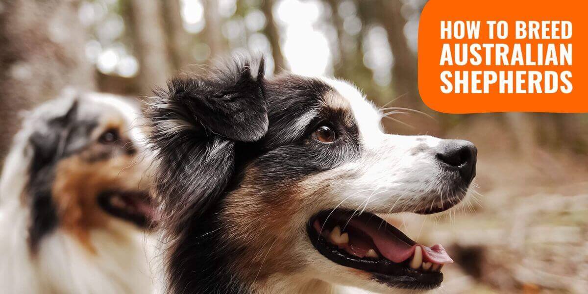 best dog clippers for aussies