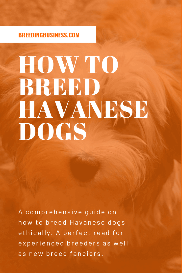 How To Breed Havanese Dogs? (Infographics)