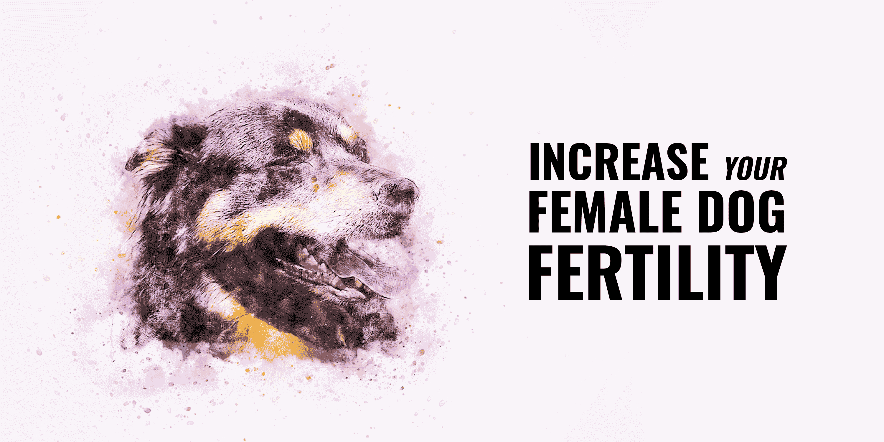 female dog fertility supplements