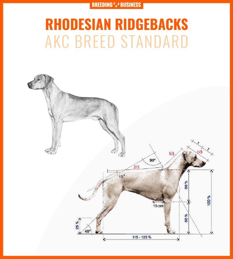 Rhodesian Ridgeback breed standard