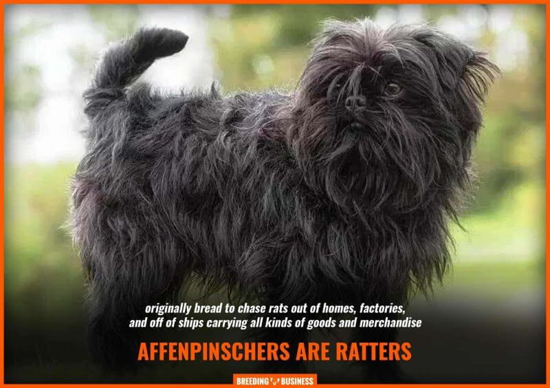 affenpinscher breeding for rats