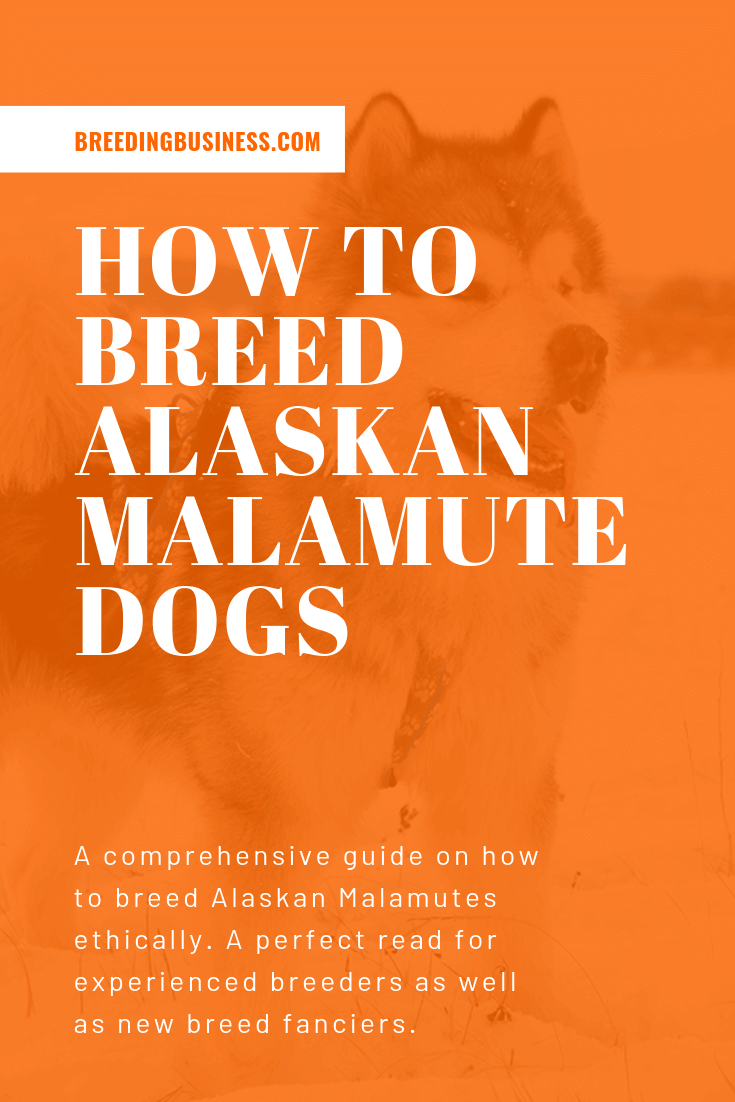 alaskan malamute breeding