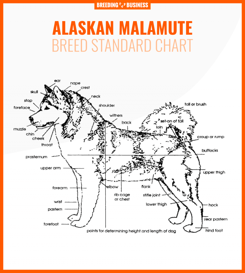 alaskan malamute breed standard