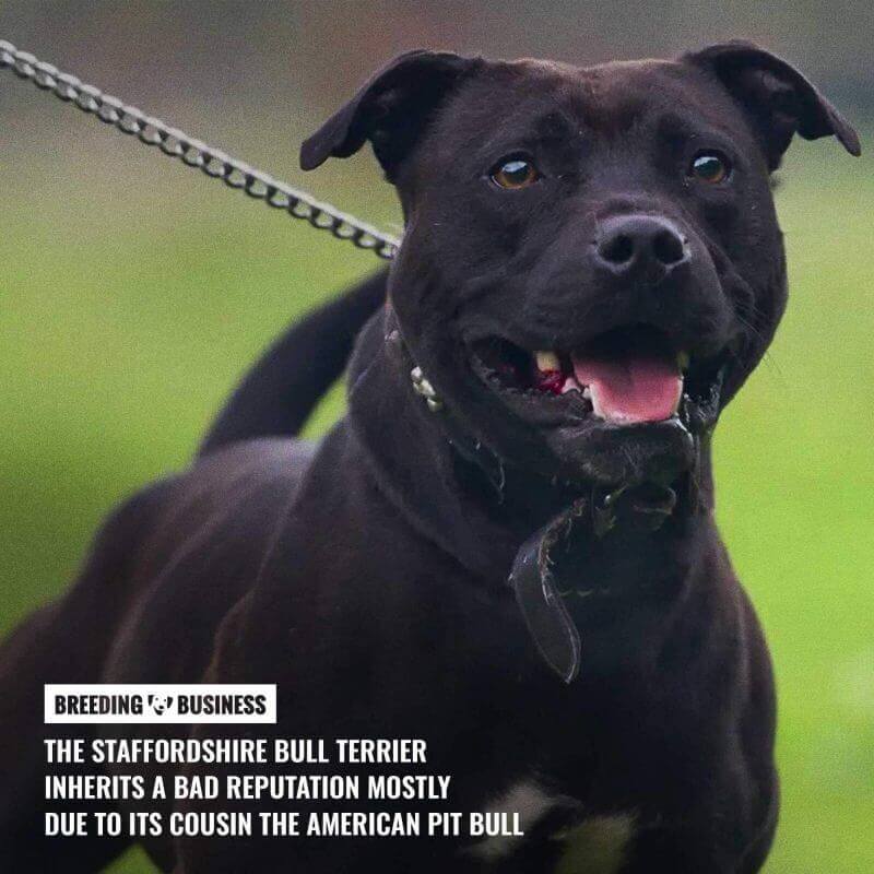 are staffordshire bull terriers dangerous