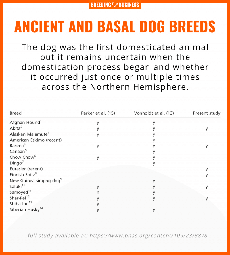 basal ancient dog breeds