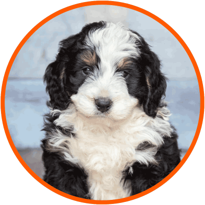 bernedoodle