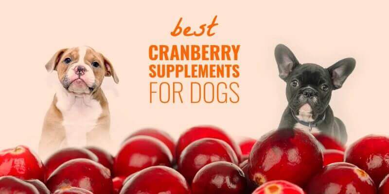 Cranberry Supplements For Dogs Benefits Risks Guide