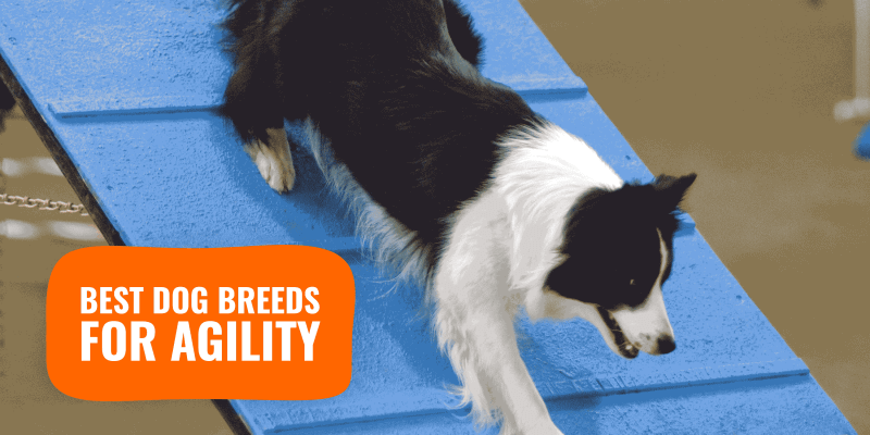 best small agility dogs