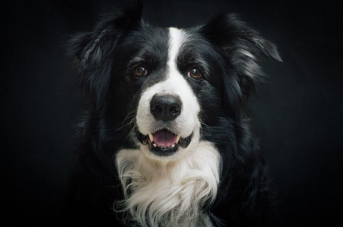 dog with white and black fur