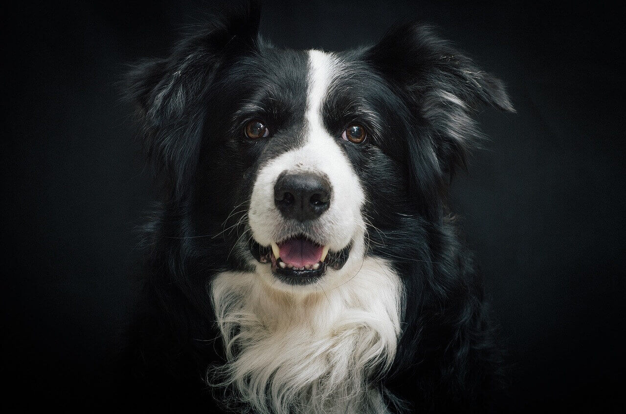 small black and white dog breeds