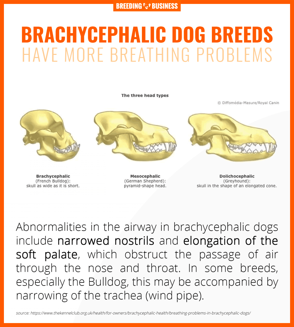 Breathing Problems in Dogs – Symptoms, Causes & Brachycephalic Dogs