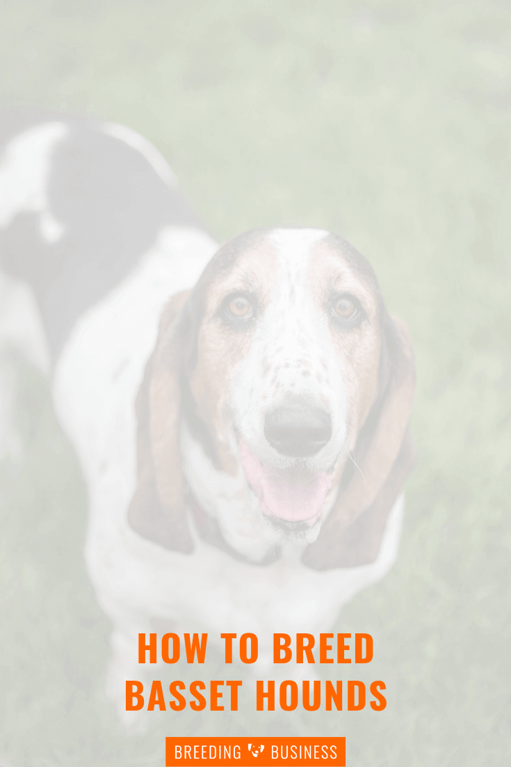 breeding basset hounds (poster)