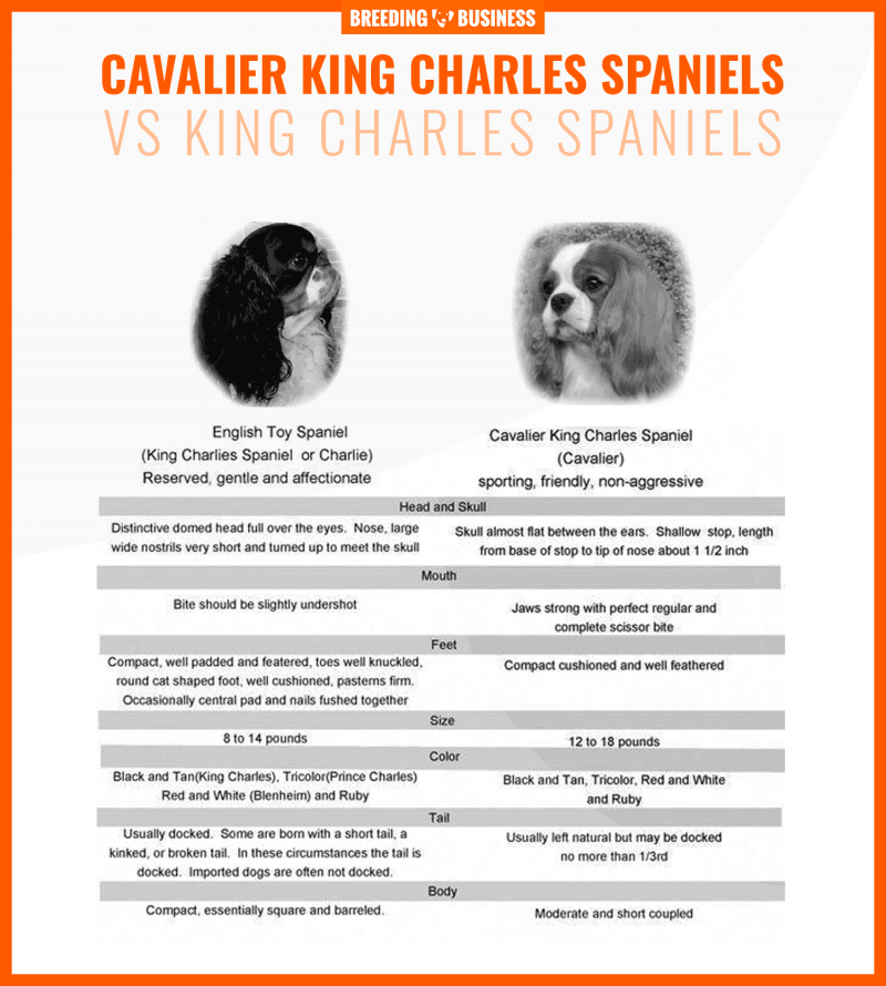 cavalier king charles spaniels vs king charles spaniels