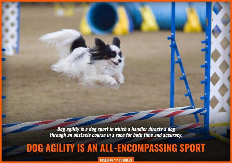dog agility explainer image